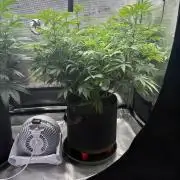 2026 | Glookies | Mystery Seed