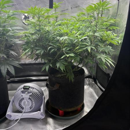 2026 | Glookies | Mystery Seed