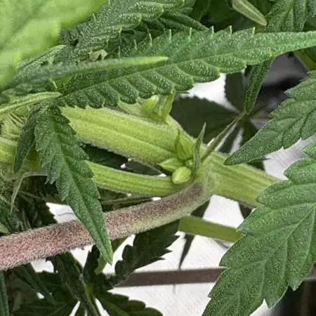 Pink Portal OG