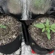 Mephisto (Mango Sorbet | Creamzicle)