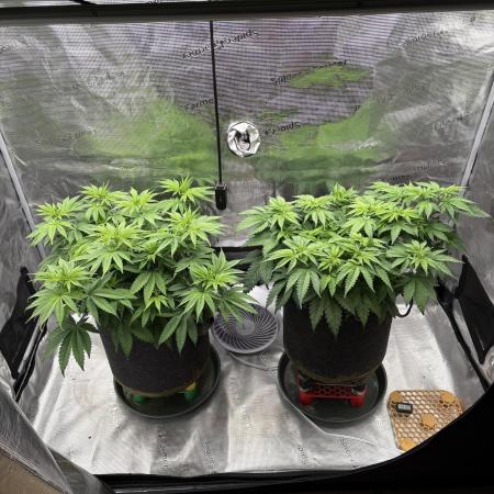2026 | Glookies | Mystery Seed