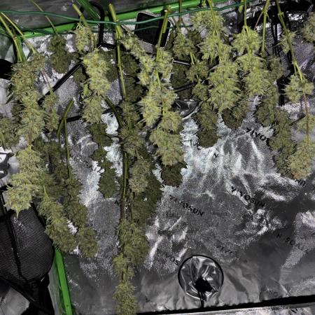 Strawberry Banana Auto 🌱💚