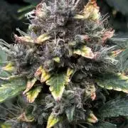 Northern Lights Auto Doc 🌱