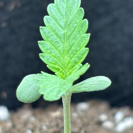 Ms.Growit Strain grows 🌱💚