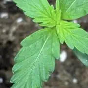 Northern Lights Auto Doc 🌱