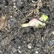 Northern Lights Auto Doc 🌱