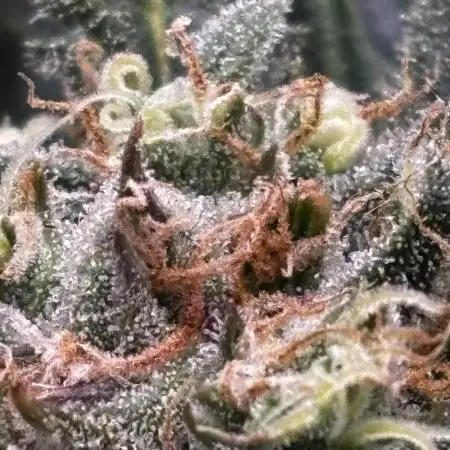 Strawberry Banana Auto 🌱💚