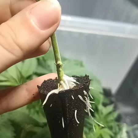 Vanilla Zoap