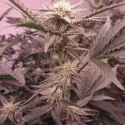 Gelato 41 X Wedding Cake