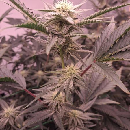 Gelato 41 X Wedding Cake