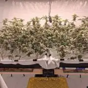 Gelato 41 X Wedding Cake