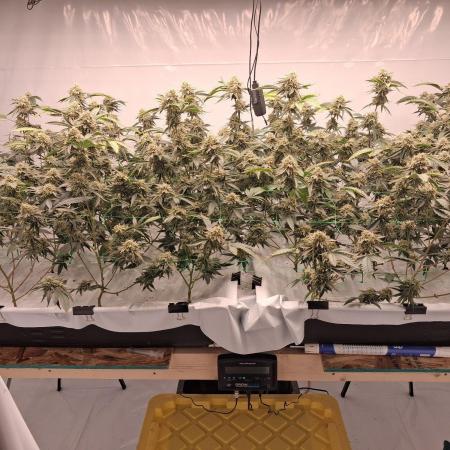 Gelato 41 X Wedding Cake