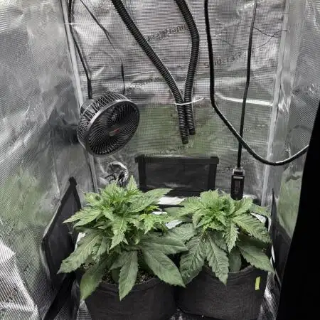Sour Ripper #1