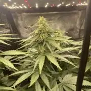 BonBoni