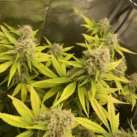 Sour Ripper #1