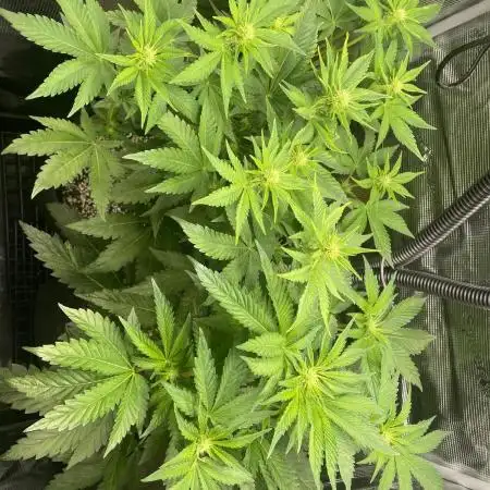 Sour Ripper #1