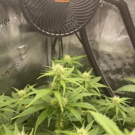 Sour Ripper #1