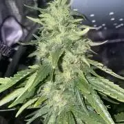 BonBoni