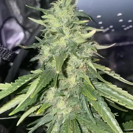 BonBoni