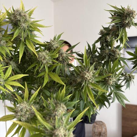 Sour Ripper #1