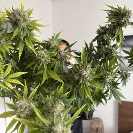 Sour Ripper #1