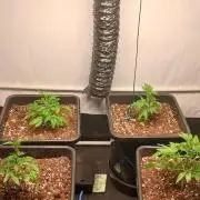 Autopot no.1