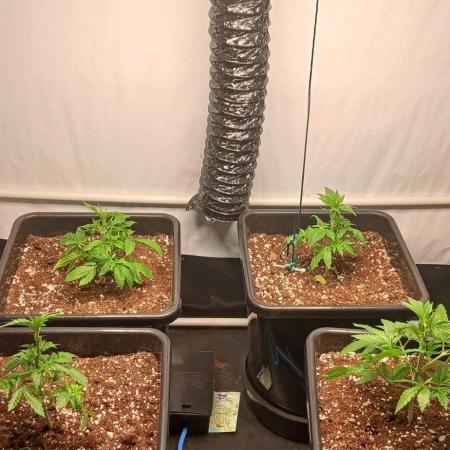 Autopot no.1