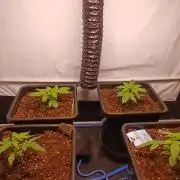 Autopot no.1