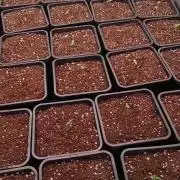 Big Grow No.1
