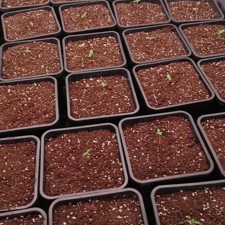 Big Grow No.1