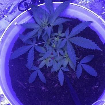 Keeper’s OG | 95x54x232cm | 130W LED