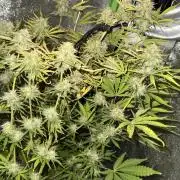 My first tropicana coockies purple