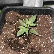 My first tropicana coockies purple