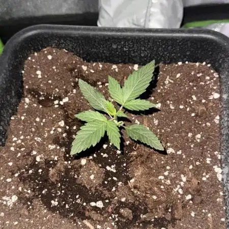My first tropicana coockies purple