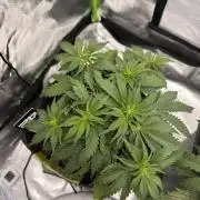 Cherry Cola