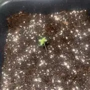 My first tropicana coockies purple