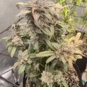Photoperis, HAZE & so :)