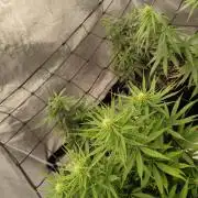 Photoperis, HAZE  & so :)