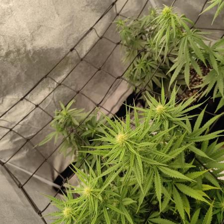 Photoperis, HAZE  & so :)