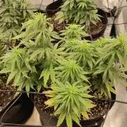 Photoperis, HAZE  & so :)