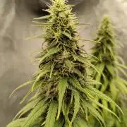 Photoperis, HAZE & so :)