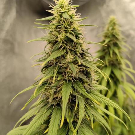 Photoperis, HAZE  & so :)