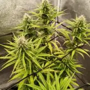 Photoperis, HAZE  & so :)