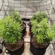 Photoperis, HAZE  & so :)