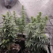 Photoperis, HAZE  & so :)