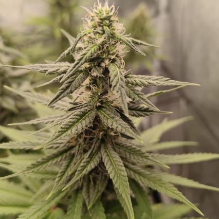 Photoperis, HAZE  & so :)