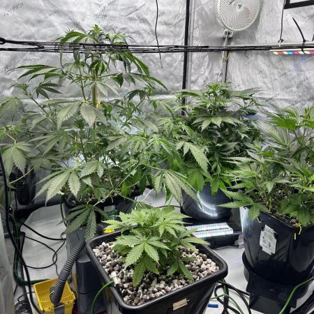 Fastbuds First Run
