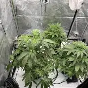 Fastbuds First Run