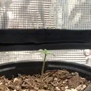 First Grow