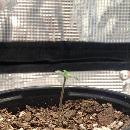First Grow